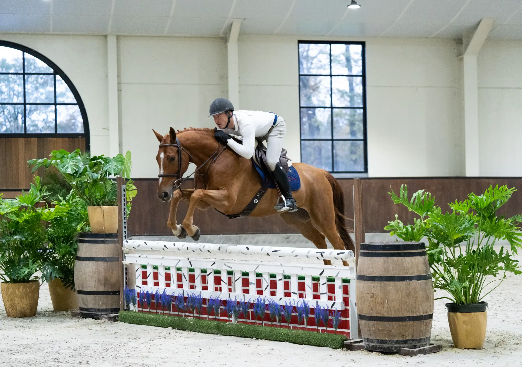 Taste of Darry Lou - Primi Hunter & Jumper Sale