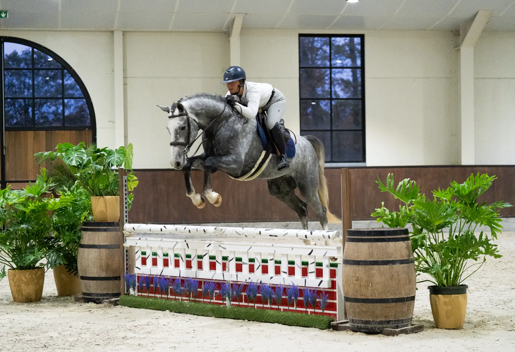 Jaguar - Primi Hunter & Jumper Horse Sale