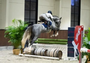 Jaguar - Primi Hunter & Jumper Horse Sale