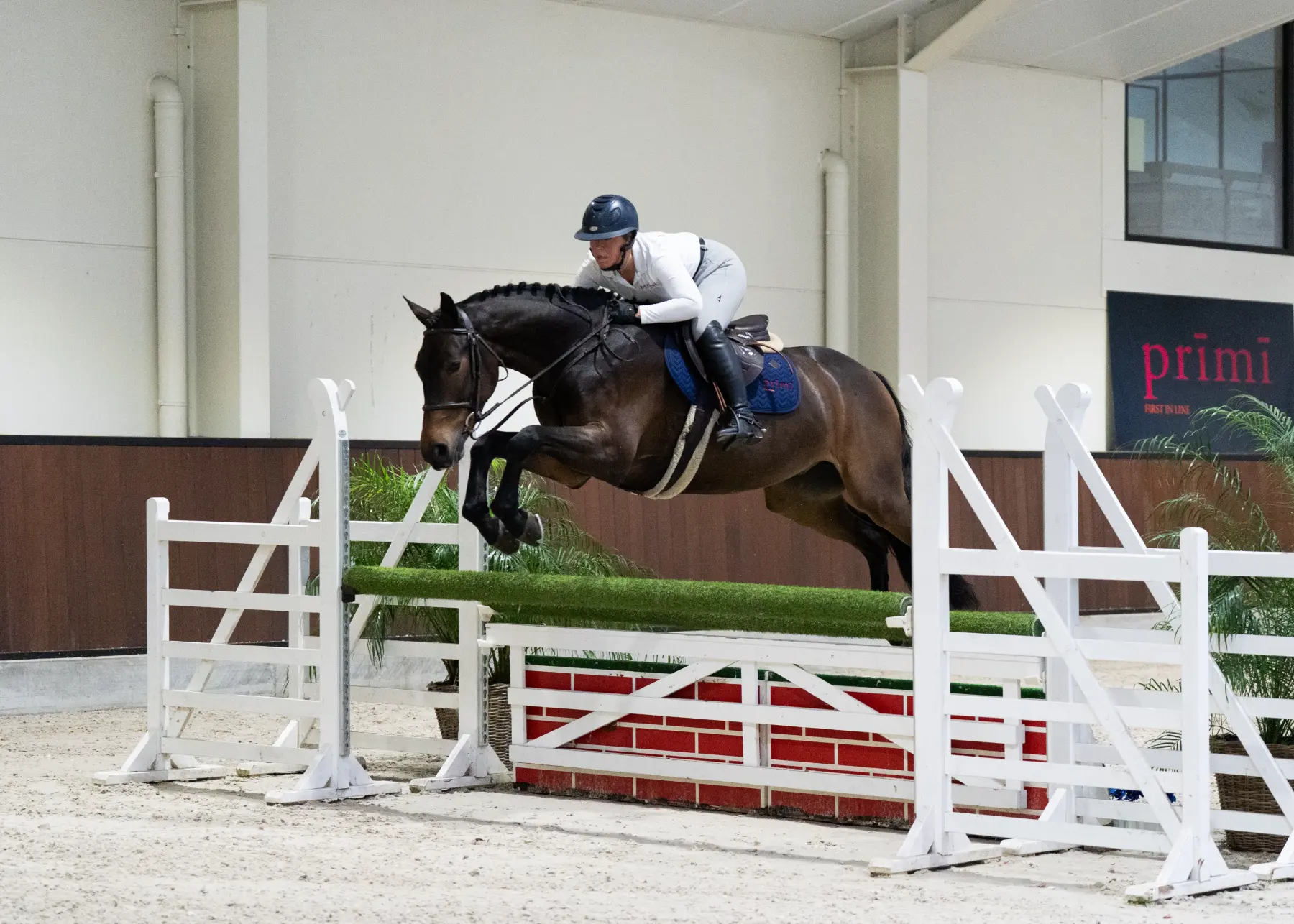 Cinema - Primi Hunter & Jumper Horse Sale