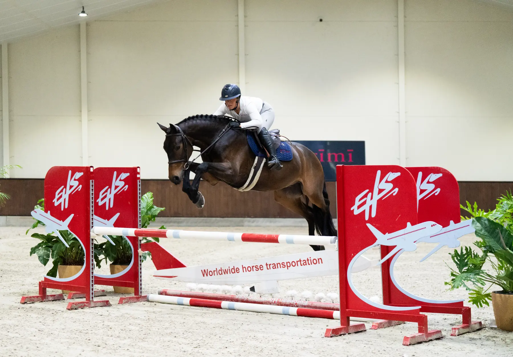 Cinema - Primi Hunter & Jumper Horse Sale