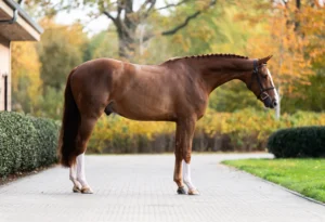 Figaro - Primi Hunter & Jumper Horse Sale