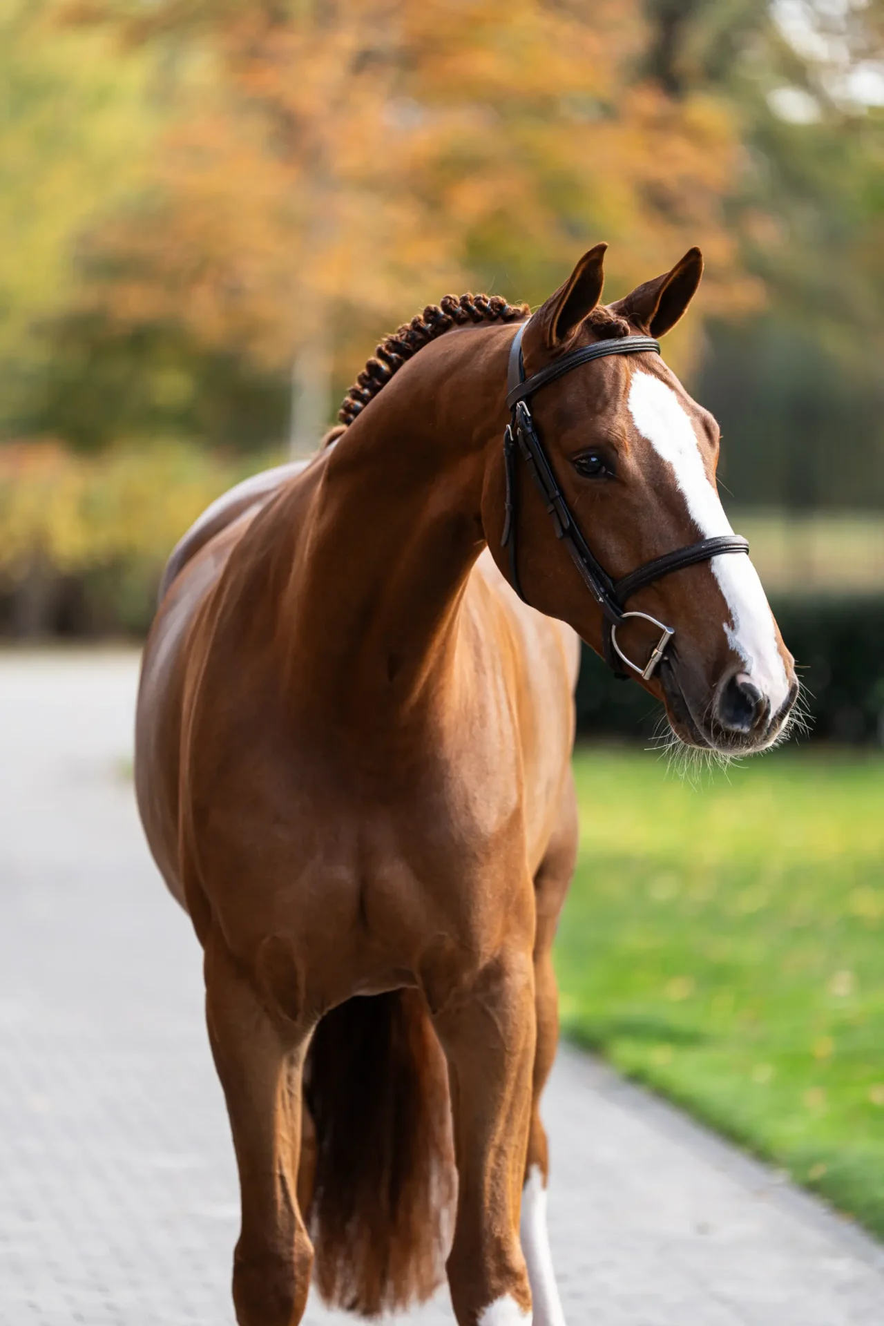 Figaro - Primi Hunter & Jumper Horse Sale