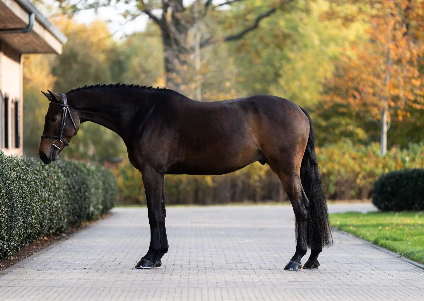 Cinema - Primi Hunter & Jumper Horse Sale