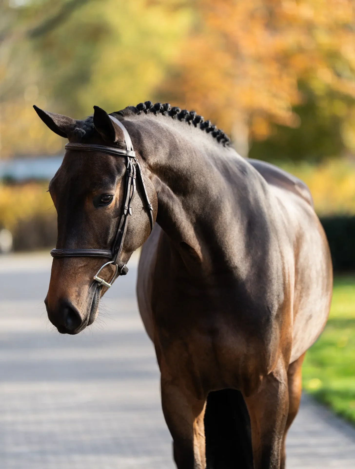 Cinema - Primi Hunter & Jumper Horse Sale