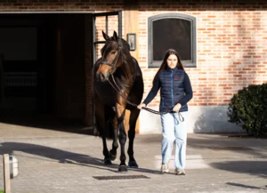 Cinema - Primi Hunter & Jumper Horse Sale