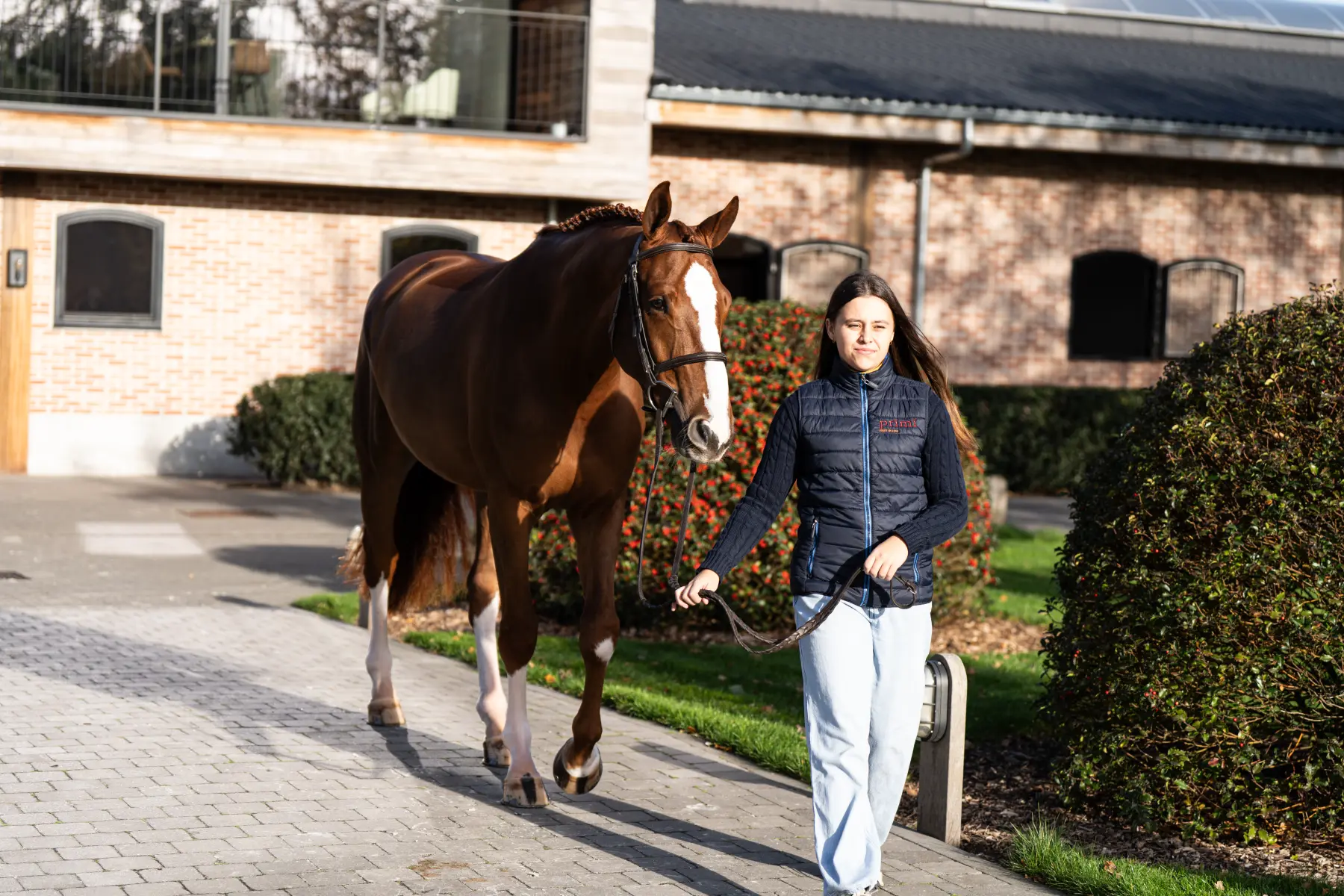 Figaro - Primi Hunter & Jumper Horse Sale