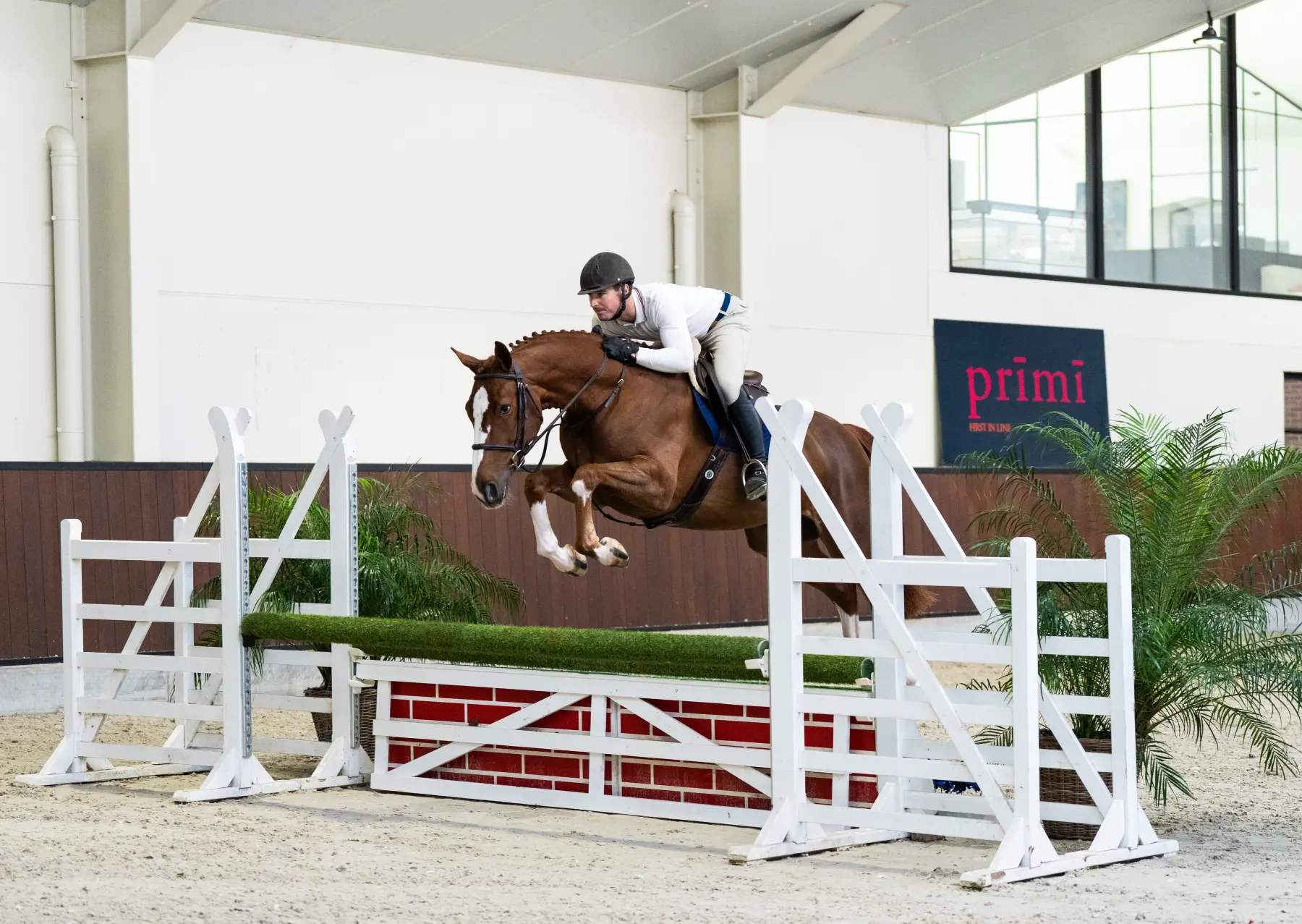 Figaro - Primi Hunter & Jumper Horse Sale