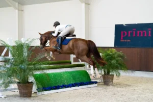 Figaro - Primi Hunter & Jumper Horse Sale
