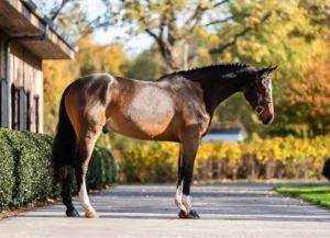 Palermo - Primi Hunter & Jumper Horse Sale