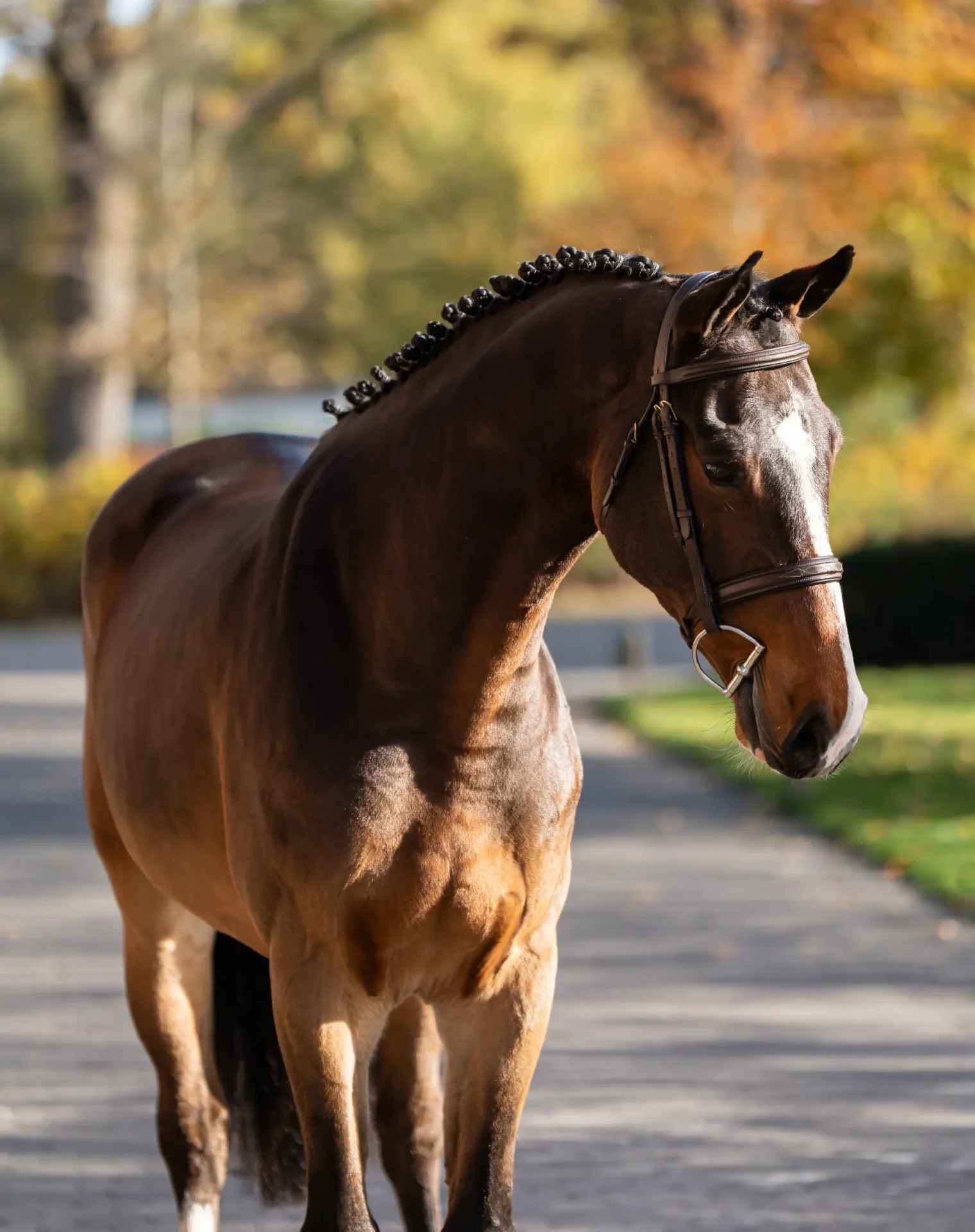 Palermo - Primi Hunter & Jumper Horse Sale