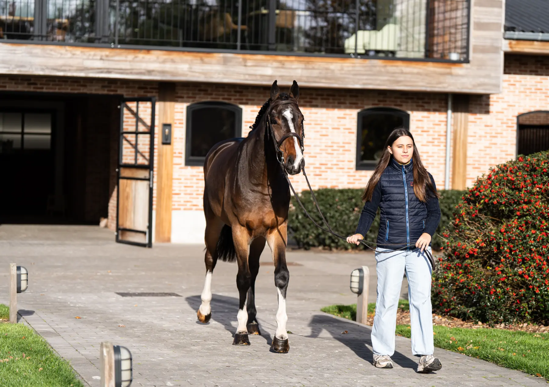 Palermo - Primi Hunter & Jumper Horse Sale