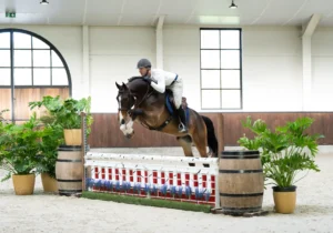 Palermo - Primi Hunter & Jumper Horse Sale