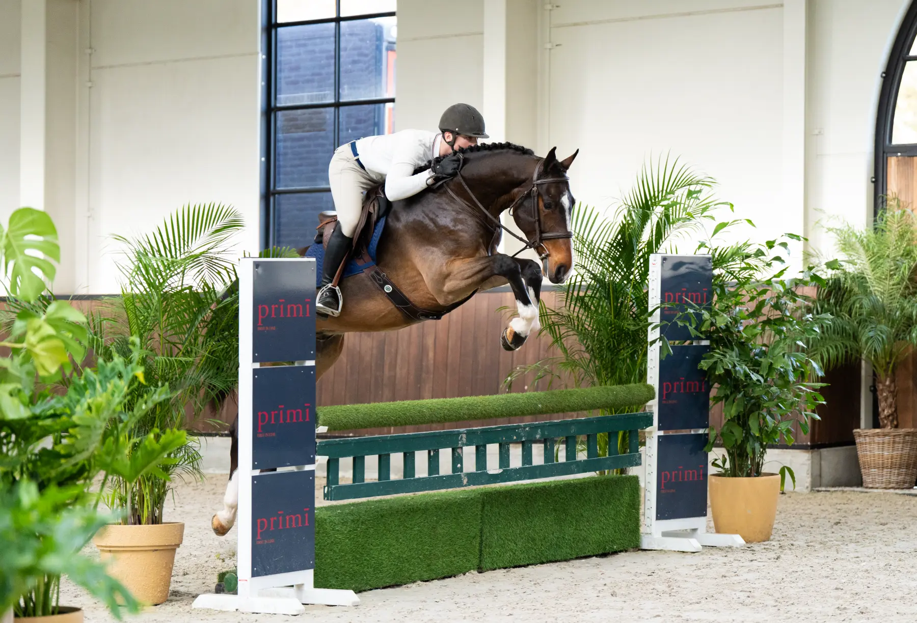 Palermo - Primi Hunter & Jumper Horse Sale