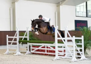 Palermo - Primi Hunter & Jumper Horse Sale