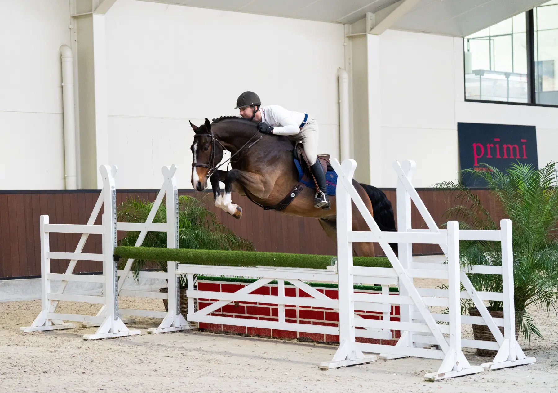 Palermo - Primi Hunter & Jumper Horse Sale
