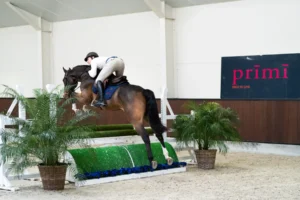 Palermo - Primi Hunter & Jumper Horse Sale
