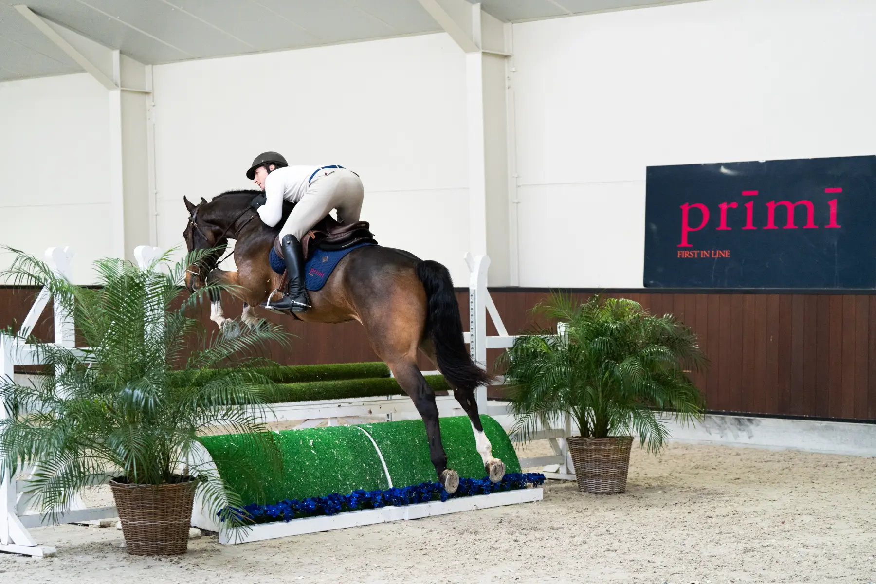 Palermo - Primi Hunter & Jumper Horse Sale