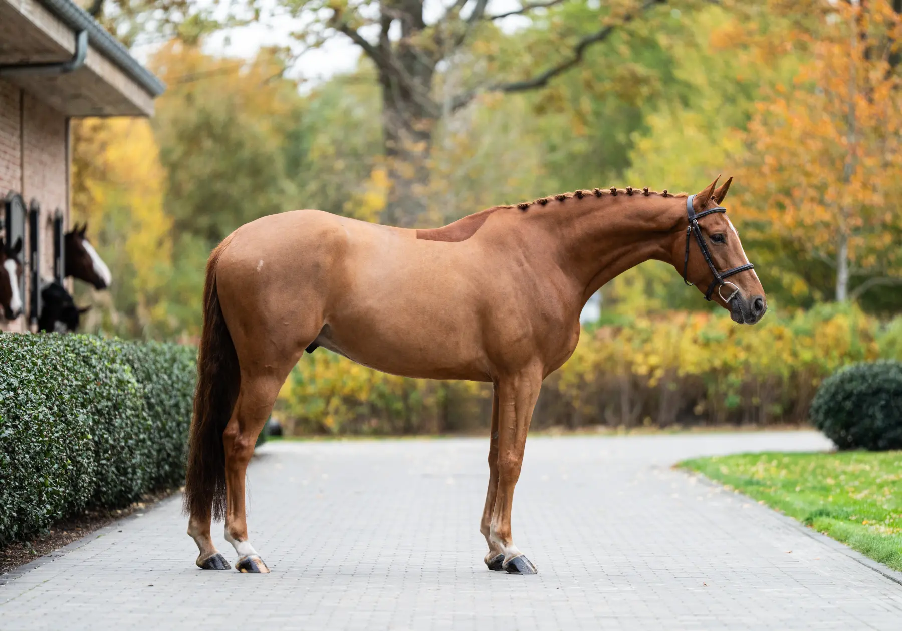 Taste of Darry Lou - Primi Hunter & Jumper Sale