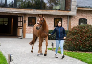 Taste of Darry Lou - Primi Hunter & Jumper Sale