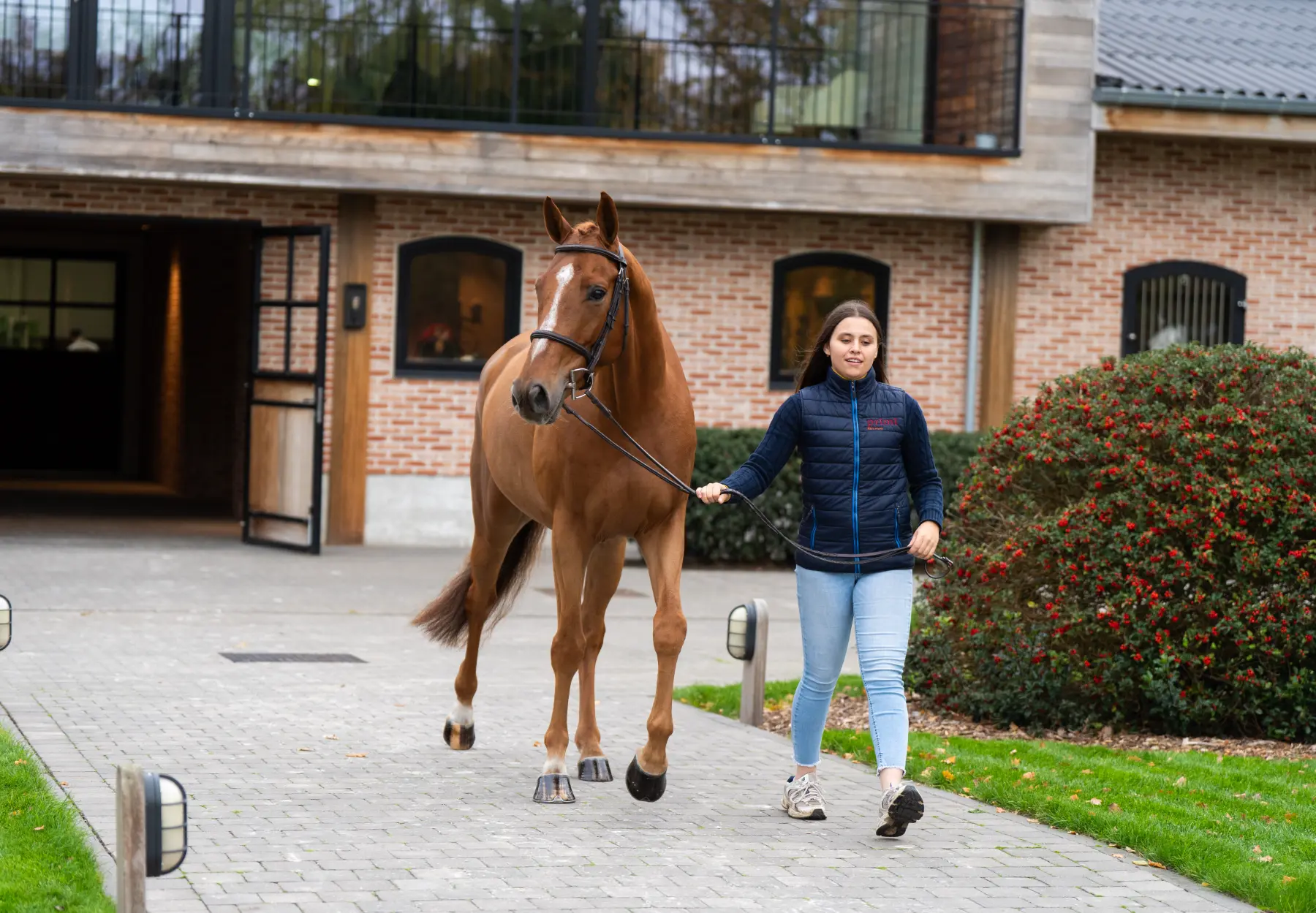 Taste of Darry Lou - Primi Hunter & Jumper Sale