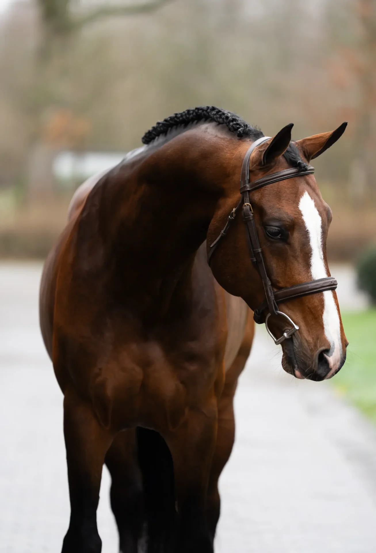 Corassone - Primi Hunter & Jumper Horse Sale