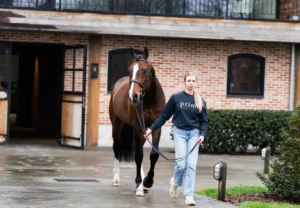 Corassone - Primi Hunter & Jumper Horse Sale