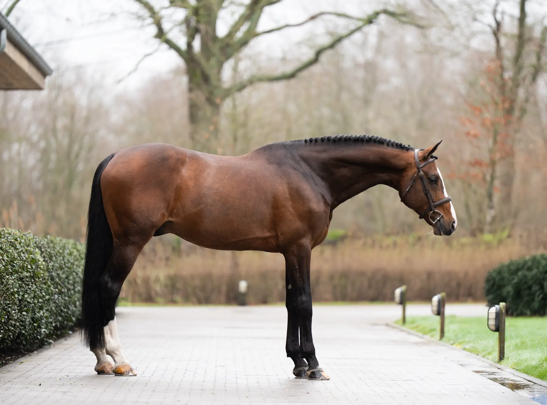 Corassone - Primi Hunter & Jumper Horse Sale