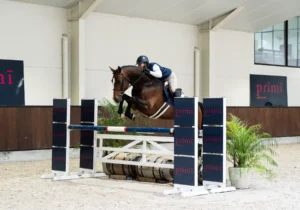 Corassone - Primi Hunter & Jumper Horse Sale