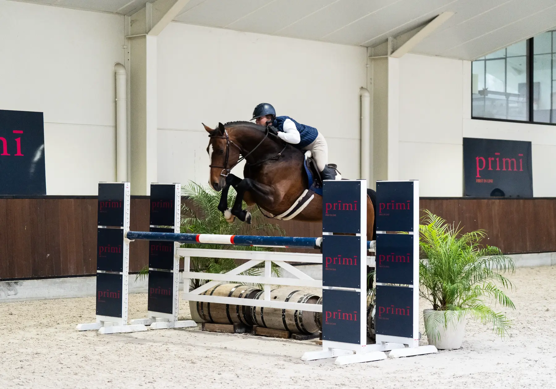 Corassone - Primi Hunter & Jumper Horse Sale