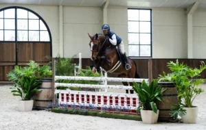 Corassone - Primi Hunter & Jumper Horse Sale