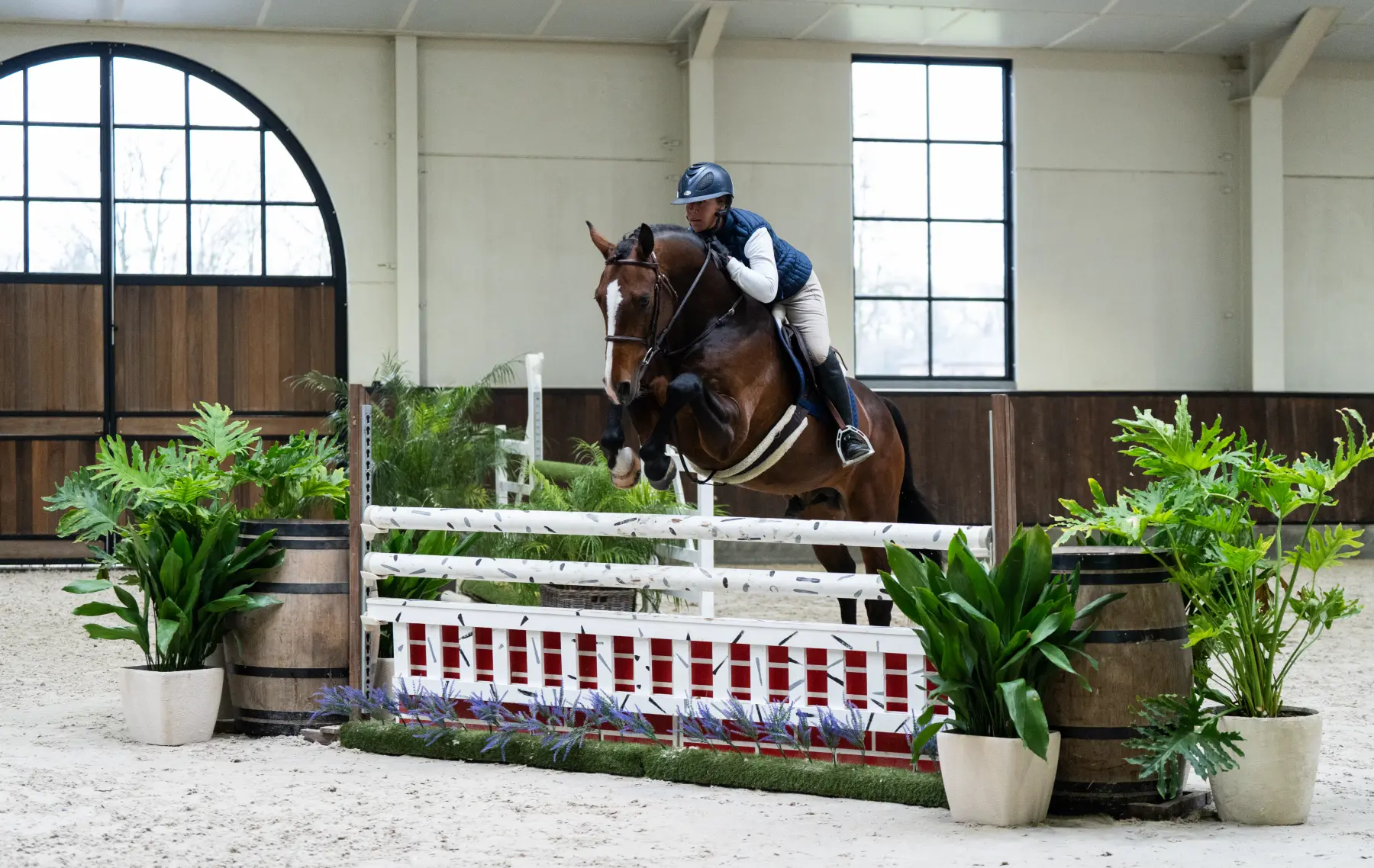 Corassone - Primi Hunter & Jumper Horse Sale