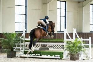 Corassone - Primi Hunter & Jumper Horse Sale