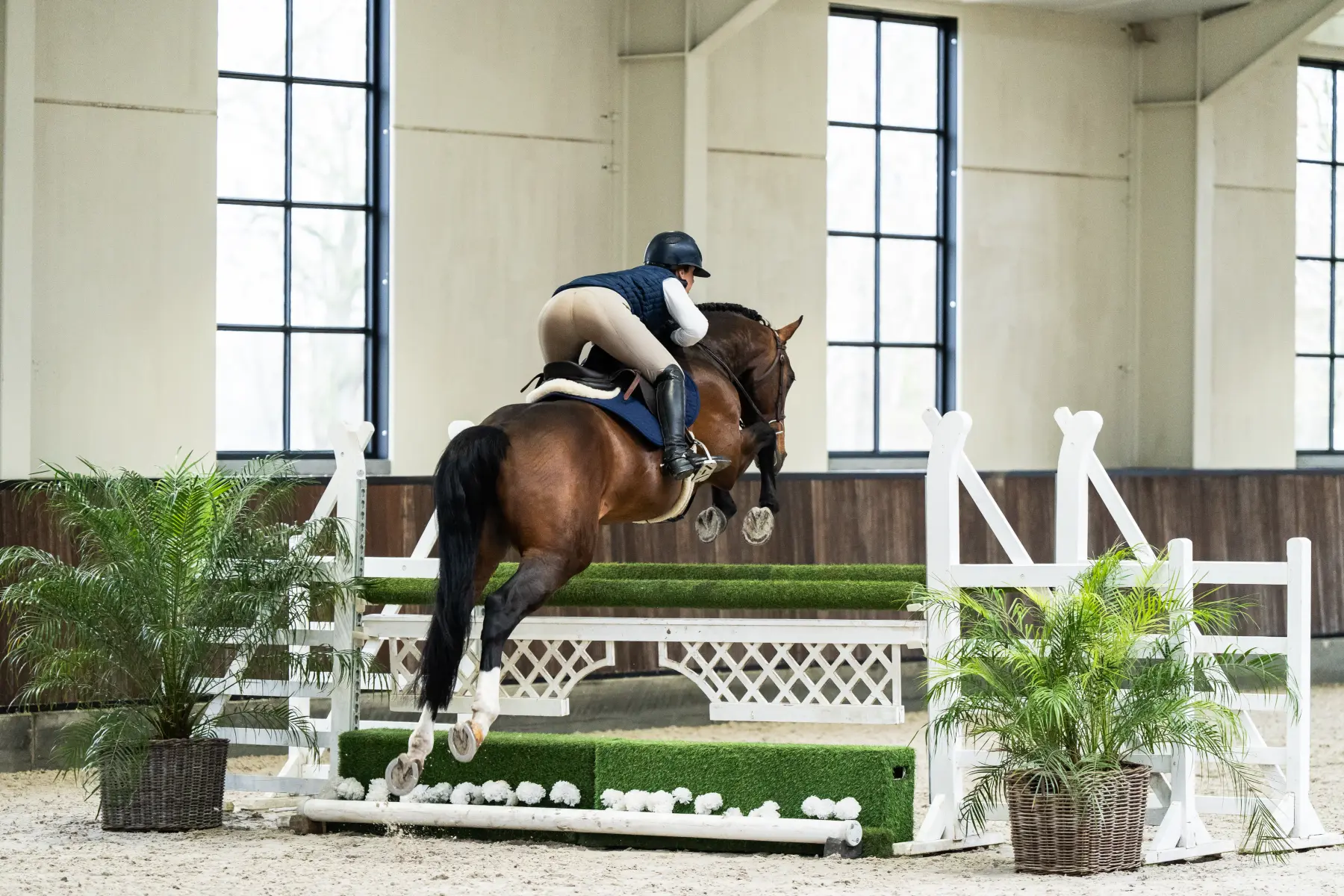 Corassone - Primi Hunter & Jumper Horse Sale
