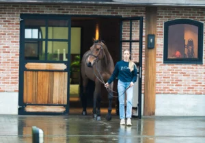 Lester - Primi Hunter & Jumper Horse Sale