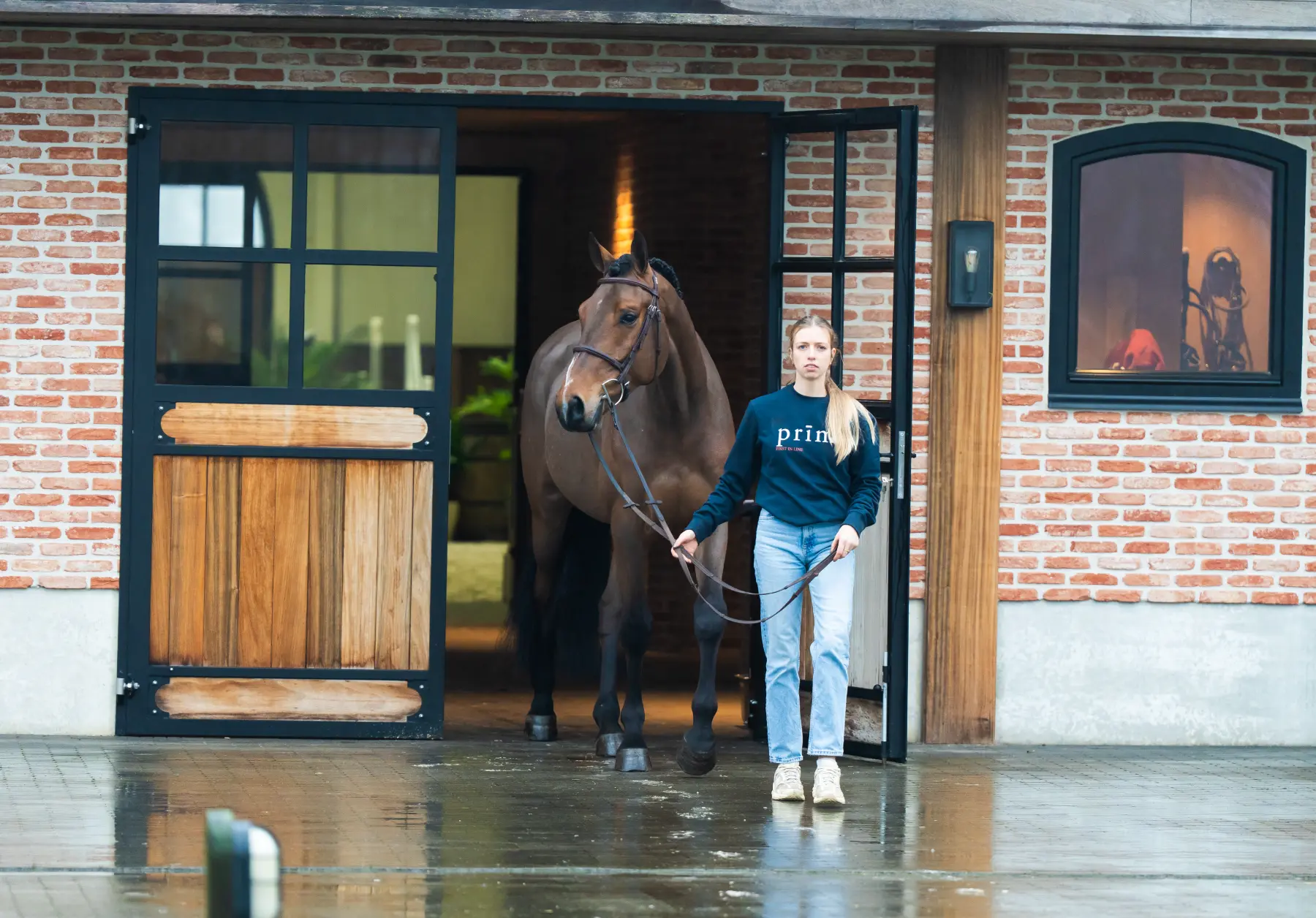 Lester - Primi Hunter & Jumper Horse Sale