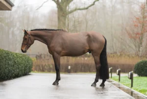 Lester - Primi Hunter & Jumper Horse Sale