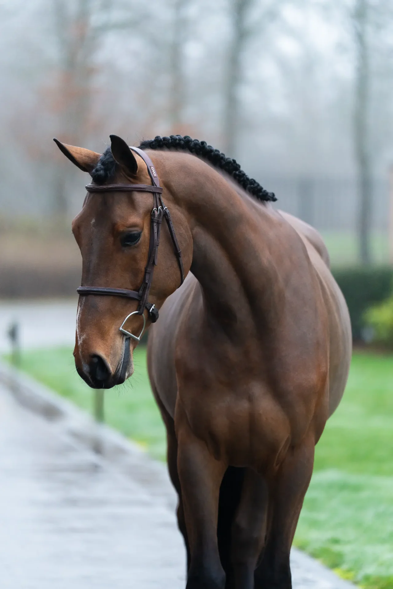 Lester - Primi Hunter & Jumper Horse Sale