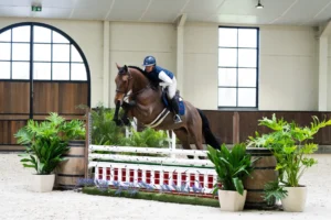 Lester - Primi Hunter & Jumper Horse Sale