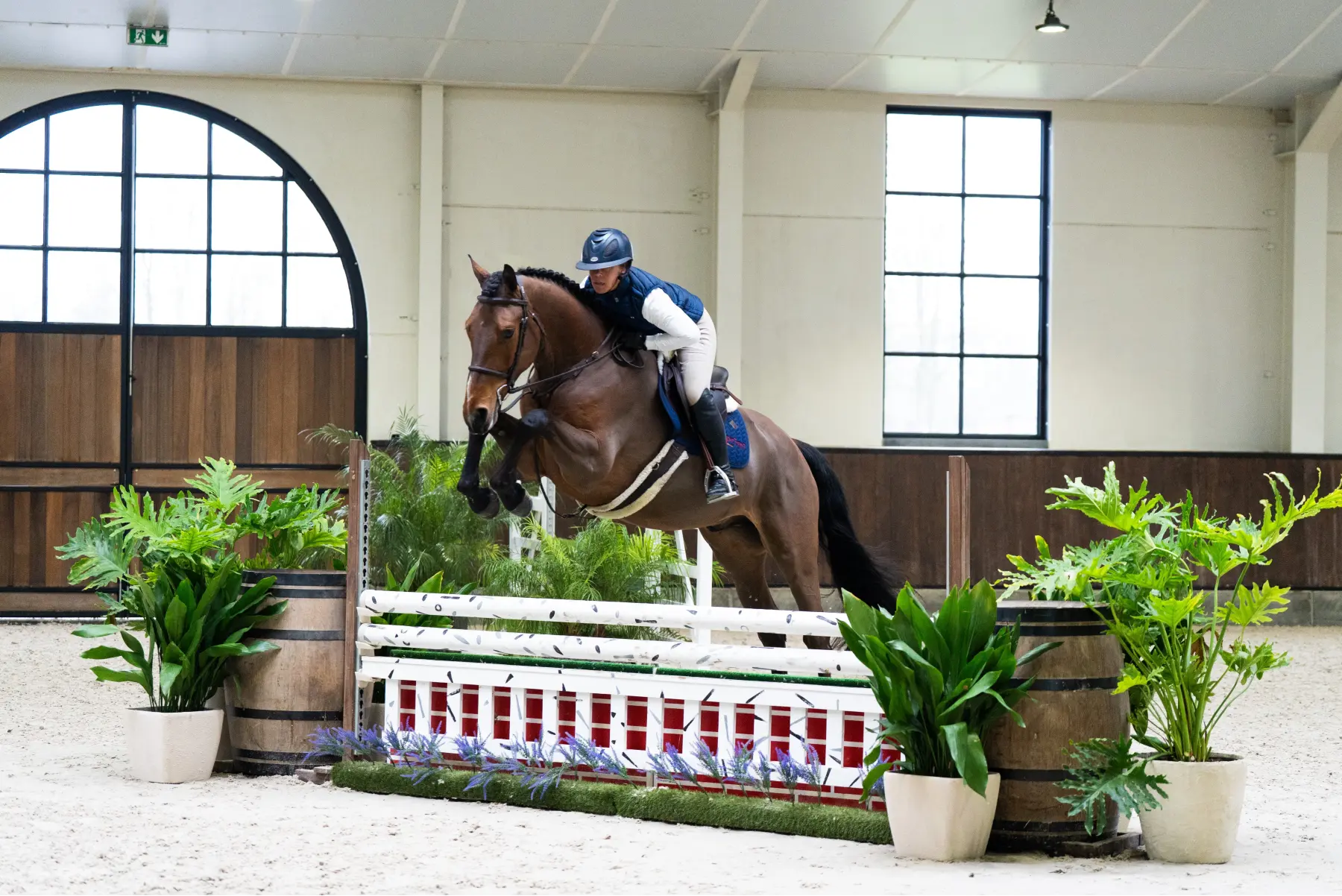 Lester - Primi Hunter & Jumper Horse Sale