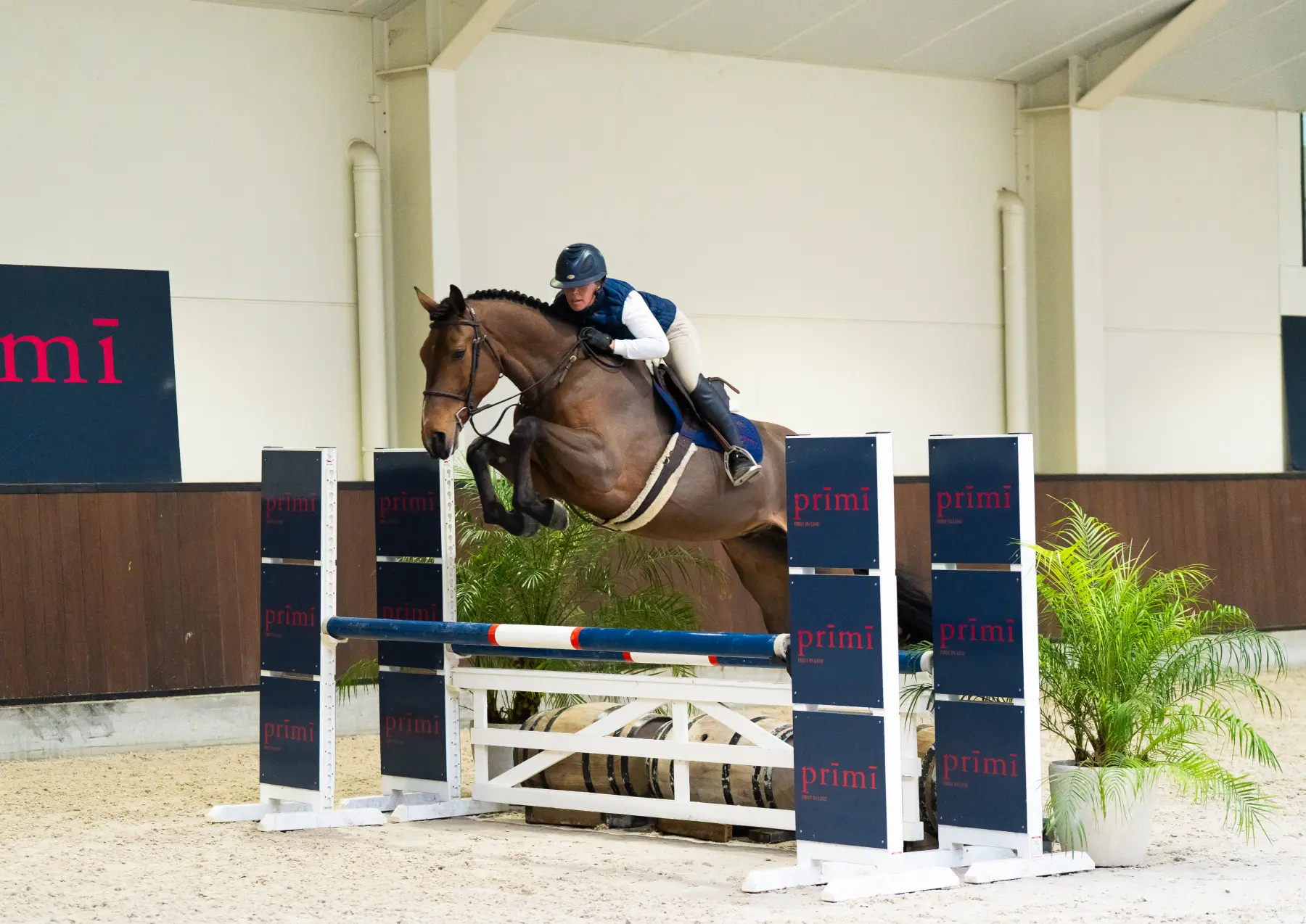 Lester - Primi Hunter & Jumper Horse Sale