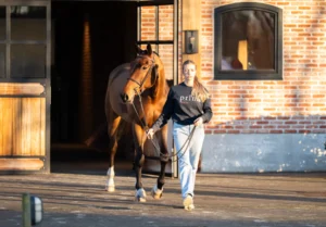 Renee - Primi Hunter & Jumper Horse Sale