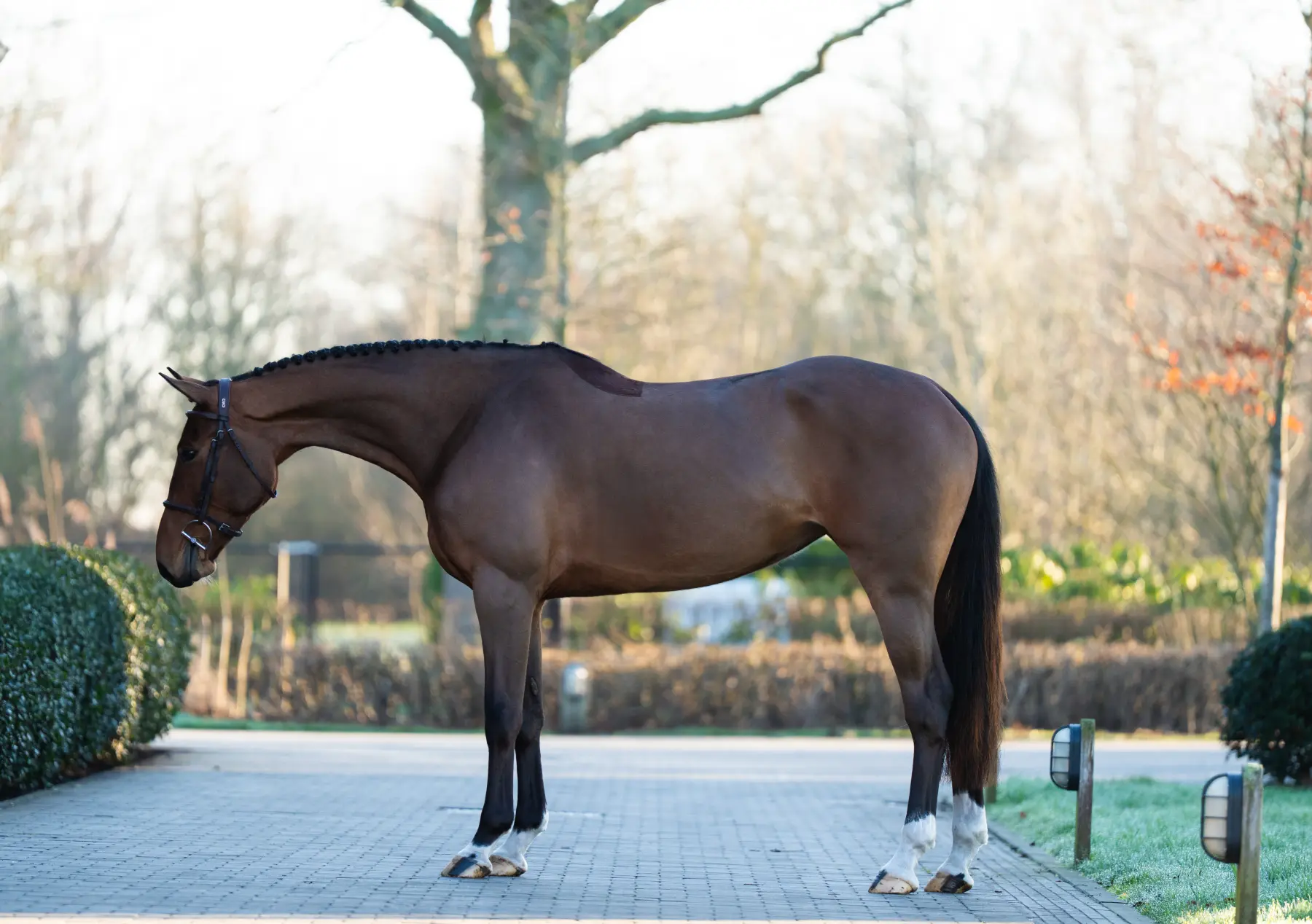 Renee - Primi Hunter & Jumper Horse Sale