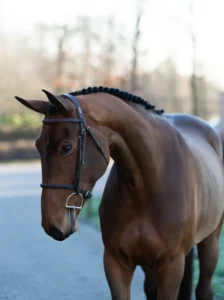 Renee - Primi Hunter & Jumper Horse Sale