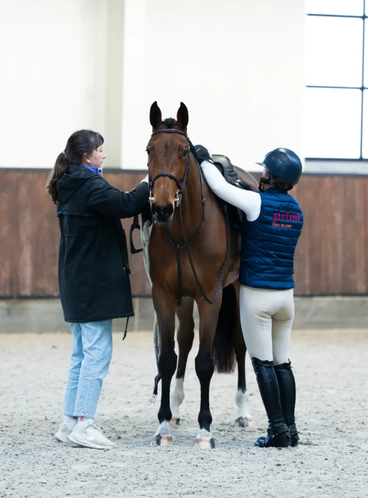 Clinical check before a Prīmī horse is selected