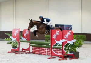 Renee - Primi Hunter & Jumper Horse Sale