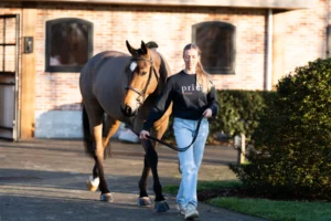 Trinidad - Primi Hunter & Jumper Horse Sale