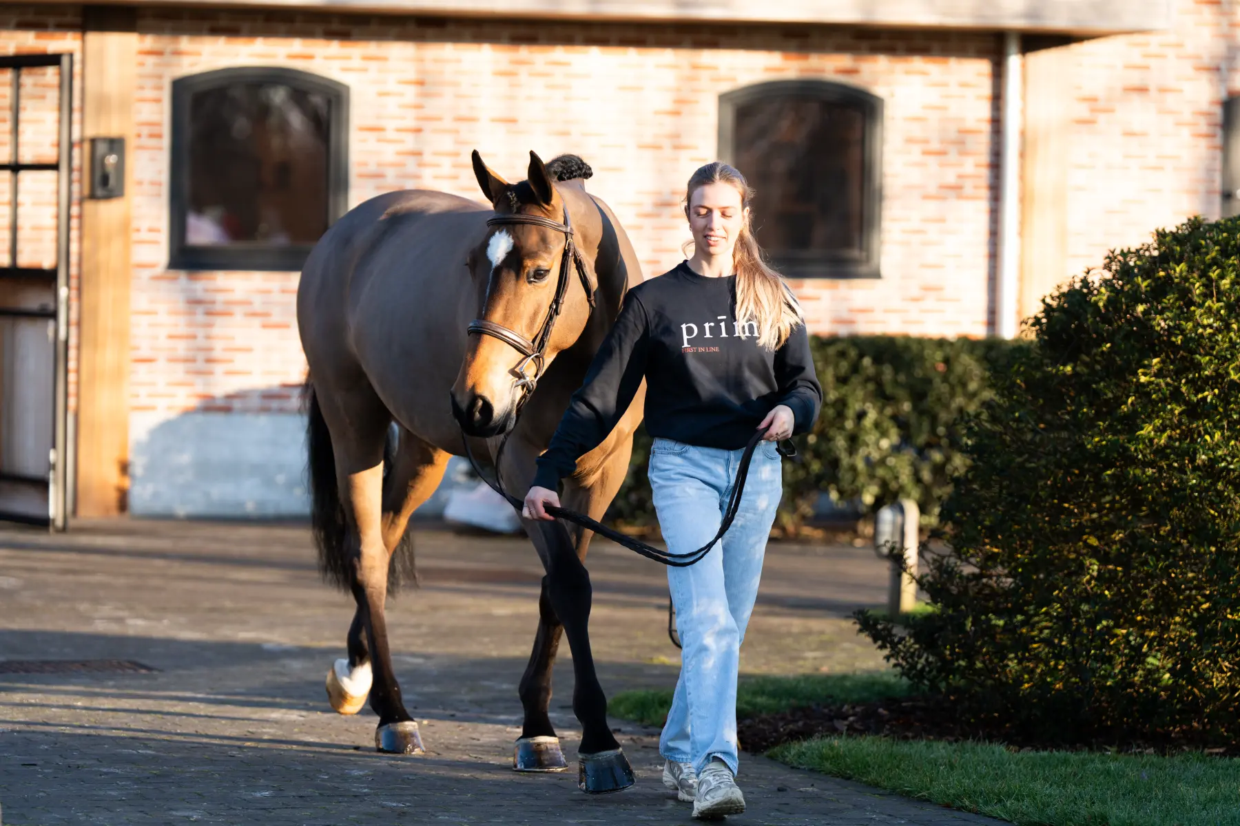 Trinidad - Primi Hunter & Jumper Horse Sale