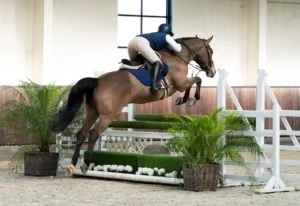 Trinidad - Primi Hunter & Jumper Horse Sale