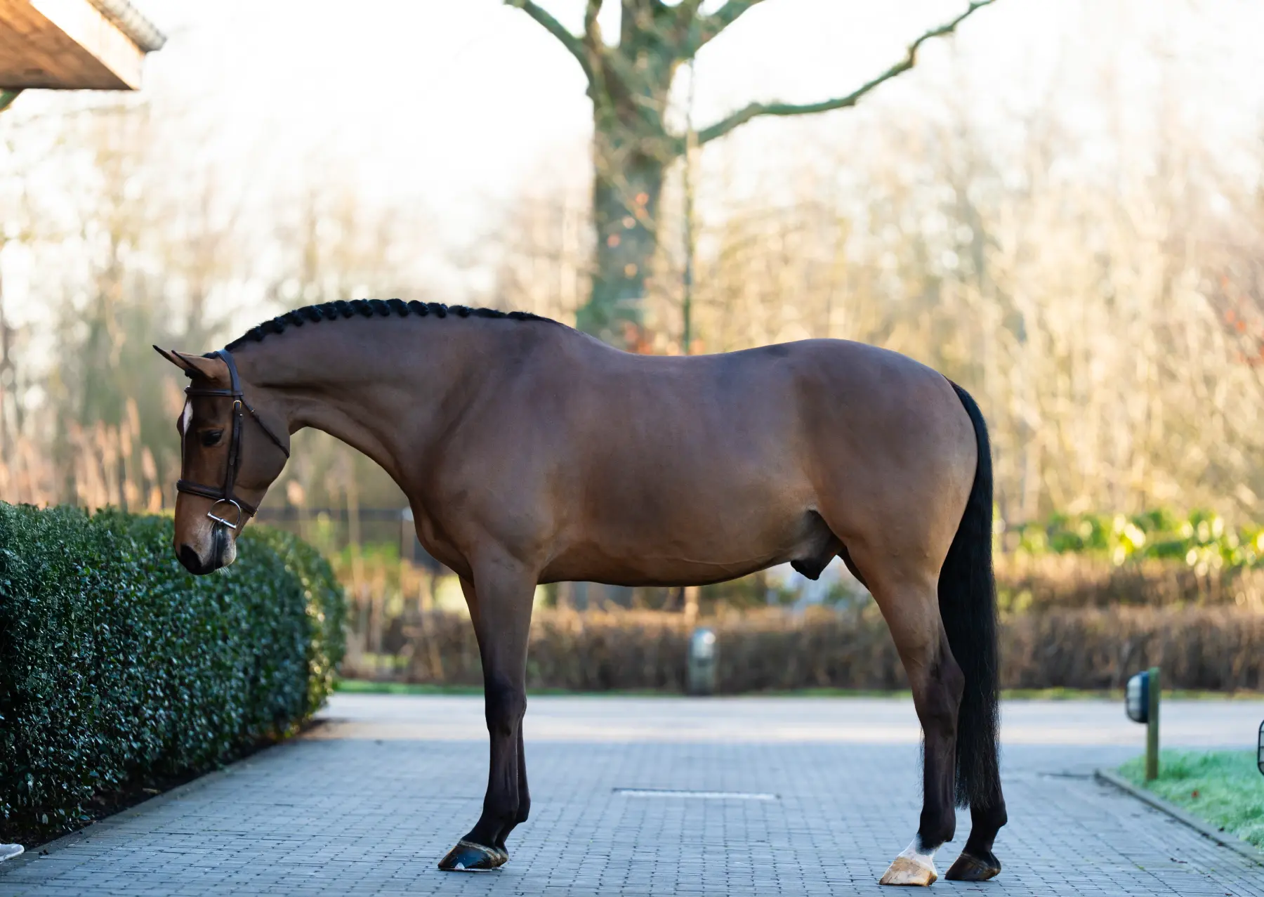 Trinidad - Primi Hunter & Jumper Horse Sale